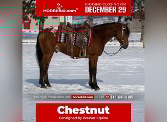 Appaloosa Mix, Castrone, 5 Anni, 157 cm, Baio ciliegia