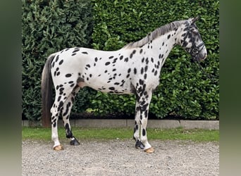 Appaloosa, Castrone, 5 Anni, 157 cm, Leopard