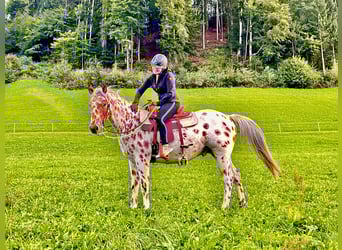 Appaloosa, Castrone, 5 Anni, 163 cm, Leopard