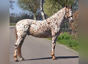 Appaloosa, Castrone, 5 Anni, 164 cm, Leopard