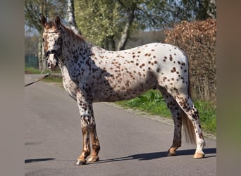 Appaloosa, Castrone, 5 Anni, 164 cm, Leopard