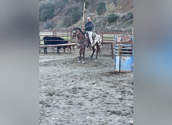 Appaloosa, Castrone, 5 Anni, Baio ciliegia