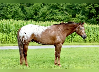 Appaloosa, Castrone, 5 Anni, Sauro ciliegia