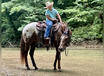 Appaloosa, Castrone, 5 Anni, Sauro ciliegia