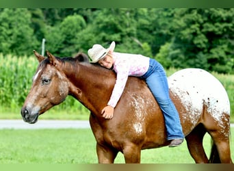 Appaloosa, Castrone, 5 Anni, Sauro ciliegia