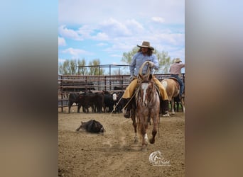Appaloosa, Castrone, 5 Anni, Sauro scuro