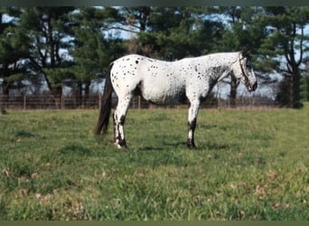 Appaloosa, Castrone, 6 Anni, 132 cm, Grigio