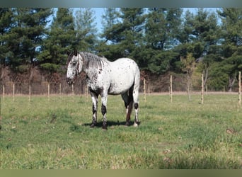 Appaloosa, Castrone, 6 Anni, 132 cm, Grigio