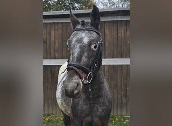 Appaloosa Mix, Castrone, 6 Anni, 136 cm, Bianco