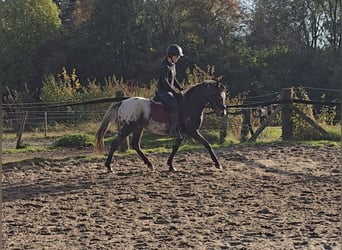 Appaloosa Mix, Castrone, 6 Anni, 136 cm, Bianco