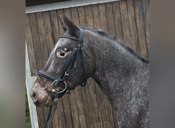 Appaloosa Mix, Castrone, 6 Anni, 136 cm, Bianco