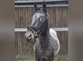 Appaloosa Mix, Castrone, 6 Anni, 136 cm, Bianco