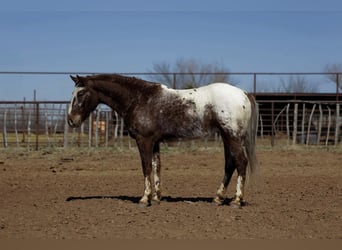Appaloosa, Castrone, 6 Anni, 145 cm, Sauro scuro