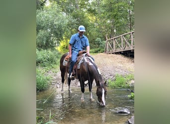 Appaloosa Mix, Castrone, 6 Anni, 147 cm, Baio ciliegia