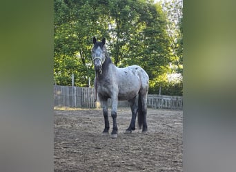 Appaloosa Mix, Castrone, 6 Anni, 150 cm, Leopard