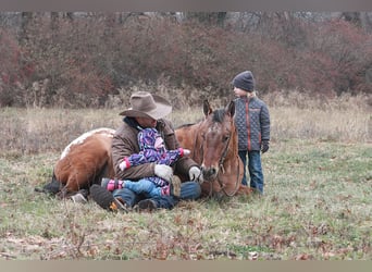 Appaloosa, Castrone, 6 Anni, 150 cm, Sauro ciliegia