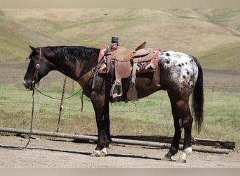 Appaloosa, Castrone, 6 Anni, 152 cm, Baio scuro