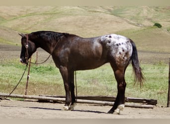 Appaloosa, Castrone, 6 Anni, 152 cm, Baio scuro