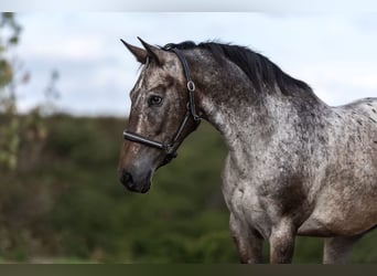 Appaloosa Mix, Castrone, 6 Anni, 154 cm, Falbo baio