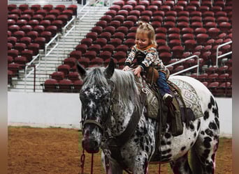 Appaloosa, Castrone, 6 Anni, 155 cm, Morello