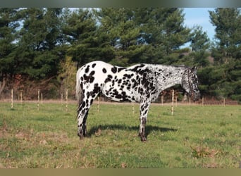 Appaloosa, Castrone, 6 Anni, 155 cm, Morello