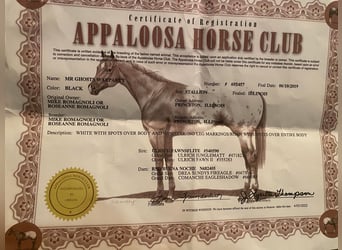 Appaloosa, Castrone, 6 Anni, 155 cm, Morello