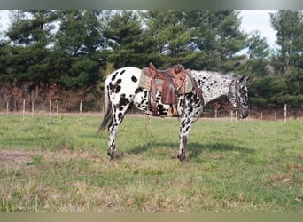 Appaloosa, Castrone, 6 Anni, 155 cm, Morello