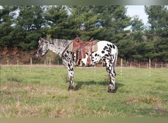Appaloosa, Castrone, 6 Anni, 155 cm, Morello