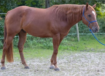 Appaloosa, Castrone, 6 Anni, 155 cm, Sauro scuro