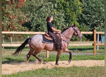 Appaloosa, Castrone, 6 Anni, 156 cm, Leopard