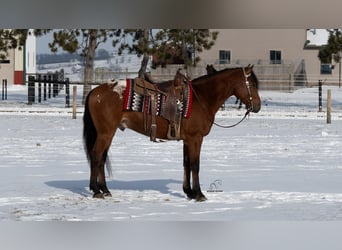 Appaloosa Mix, Castrone, 6 Anni, 157 cm