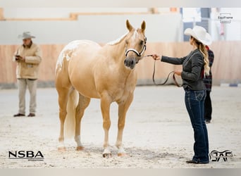 Appaloosa, Castrone, 6 Anni, 159 cm, Palomino