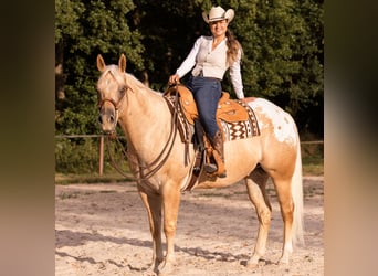 Appaloosa, Castrone, 6 Anni, 159 cm, Palomino