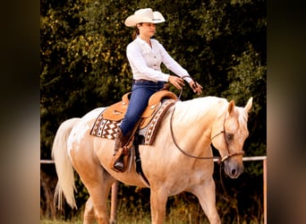 Appaloosa, Castrone, 6 Anni, 159 cm, Palomino