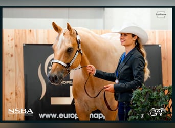 Appaloosa, Castrone, 6 Anni, 159 cm, Palomino