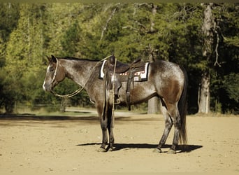 Appaloosa, Castrone, 6 Anni, Baio roano