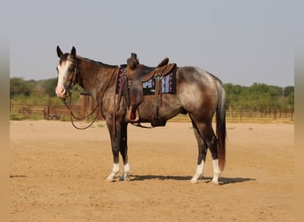 Appaloosa, Castrone, 6 Anni, Baio roano