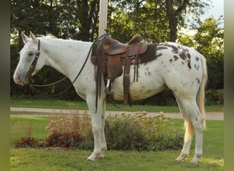 Appaloosa, Castrone, 6 Anni, Bianco