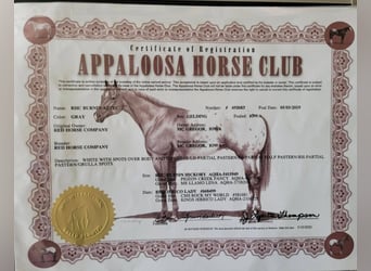 Appaloosa, Castrone, 6 Anni, Bianco