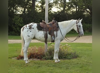 Appaloosa, Castrone, 6 Anni, Bianco