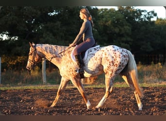 Appaloosa, Castrone, 6 Anni, Sauro scuro