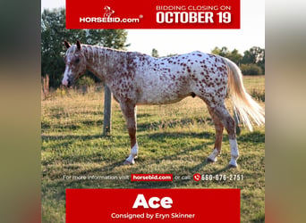 Appaloosa, Castrone, 6 Anni, Sauro scuro