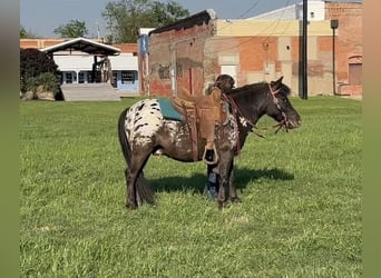 Appaloosa, Castrone, 7 Anni, 112 cm