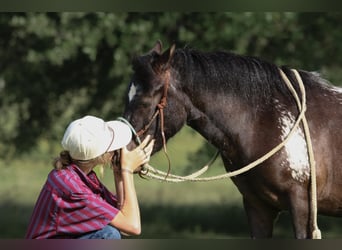 Appaloosa, Castrone, 7 Anni, 112 cm