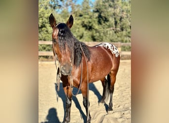 Appaloosa, Castrone, 7 Anni, 137 cm, Baio ciliegia