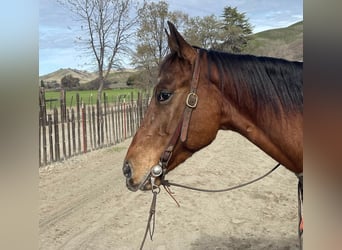 Appaloosa, Castrone, 7 Anni, 140 cm, Baio ciliegia