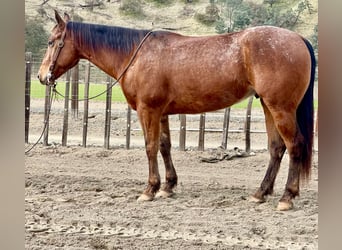 Appaloosa, Castrone, 7 Anni, 140 cm, Baio ciliegia