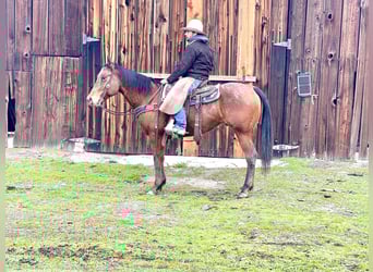 Appaloosa, Castrone, 7 Anni, 140 cm, Baio ciliegia