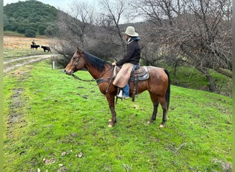 Appaloosa, Castrone, 7 Anni, 140 cm, Baio ciliegia