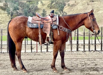 Appaloosa, Castrone, 7 Anni, 140 cm, Baio ciliegia